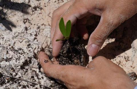 Destacan aportes de proyecto de rehabilitación de dunas costeras