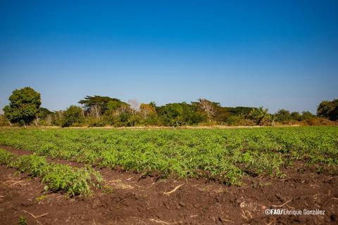 Técnicos Agrícolas y Forestales por prácticas conservacionistas